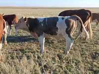 Stier, Simmental cattle — foto 1