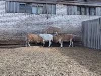 Ram, Katum sheep — photo 3
