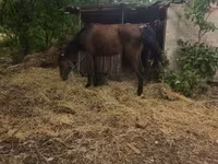 Faras dhaddig, Horses — sawirka 2