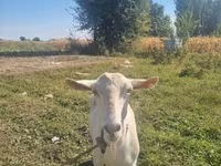 Koza, Saanen goat — foto 1