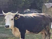 Vaca, Russian Black pied cattle — foto 2