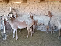 Schaf, Arashan sheep — Foto 8