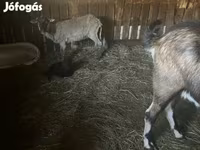 Ovce, Cameroon sheep — foto 6