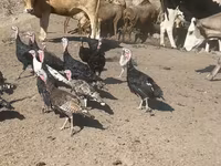 Turkeys — fotografija 2