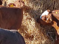 Cattle (batch, sex not specified), Hereford — photo 1
