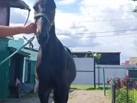 Cavallo, Russian Trotter — foto 2