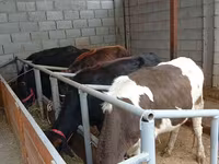 Krowa, Russian Black pied cattle — zdjęcie 4