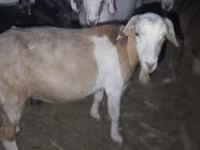 بز نر, بز — عکس 2