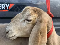 میش, Arashan sheep — عکس 5