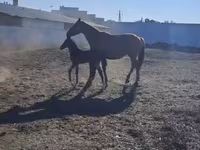 Konji (partija, pol nije naveden), Thoroughbred horse — fotografija 3