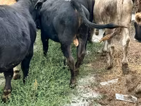 Bulle, Swiss cattle — Foto 7