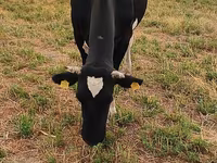 Lembu betina, Holstein breed — foto 2