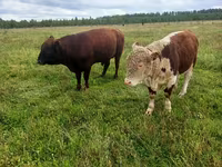 İnek, Swiss cattle — foto 2