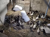 Ducks — foto 5