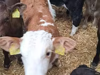 Cattle (batch, sex not specified), Cattle — photo 2