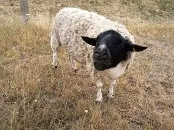 Ram, Dorper sheep — Hungary