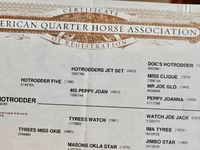 ፈረስ, Quarter Horse — ፎቶ 3