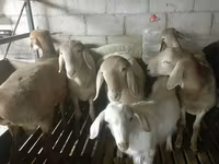 Montone, Arashan sheep — foto 1