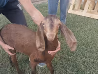 بز (گروه، جنسیت مشخص نشده), Nubian Goat — عکس 3