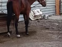 Cavallo, Cavalli — foto 1