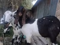 แพะตัวเมีย, Nubian Goat — รูปภาพ 1