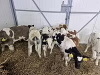 Үхэр (бүлэг, хүйс заагаагүй), Simmental cattle — 1 зураг
