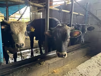 Toro, Simmental cattle — foto 5