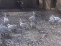 Geese — акс 2