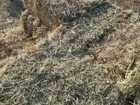Կորնգանի խոտի տուկ — புகைப்படம் 1