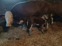 گاو نر, Simmental cattle — عکس 7