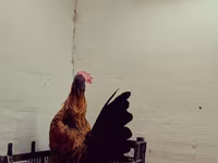 سراما — عکس 6