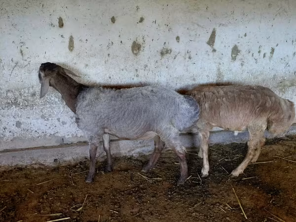 Sheep, Sheep