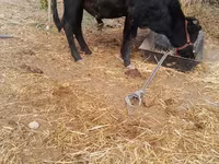 گاو نر, آبرادین-آنگوس — عکس 2