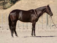 雄馬, Friesian — 写真 2