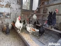 Үнді жүгіргіш — 2-сурет