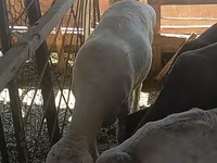 Ovan, Merino sheep — fotografija 2