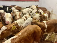 Skot (série, pohlaví neuvedeno), Simmental cattle — foto 2