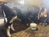 گاو ماده, Simmental cattle — عکس 3