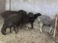 قوچ, گوسفند — عکس 2
