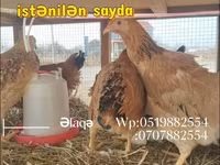 Chickens — fotografija 2
