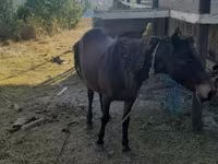 Kuda betina, Horses — foto 2