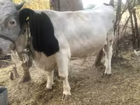گاو نر, Swiss cattle — عکس 3