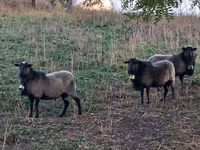 قوچ, Romanov sheep — عکس 3