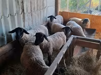 Owca, White Suffolk sheep — zdjęcie 2