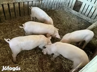 Cinghiale, Крупная белая — foto 4