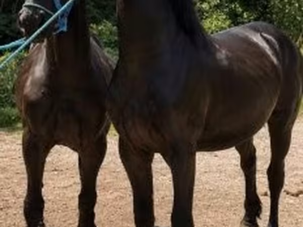 Hengst, Friesian
