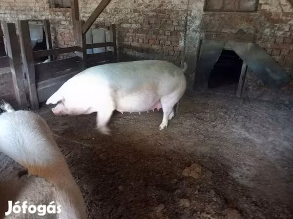 سؤر, Крупная белая