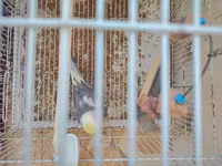 Nimfa (cockatiel) cütlüyü 0507335513 whatsapp - Növ: Nimfa — عکس 1
