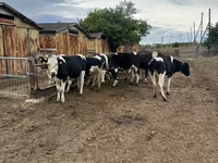 Krava, Russian Black pied cattle — fotografija 4