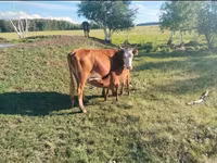Lembu betina, Russian Black pied cattle — foto 7